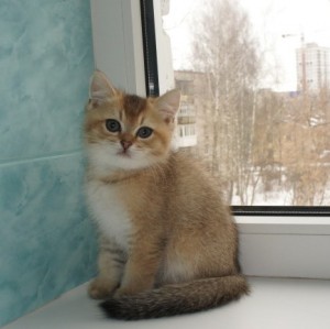 Шиншилла. Завуалированный Золотой Окрас Британских Кошек. Фото золотых британцев: британских котят, котов, кошек. Золотой британский кот: стандарт окраса. Золотистые британцы: фото галерея.